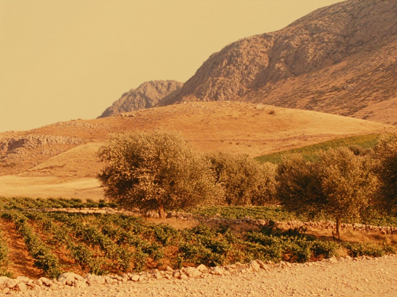 Çal Vineyard Route