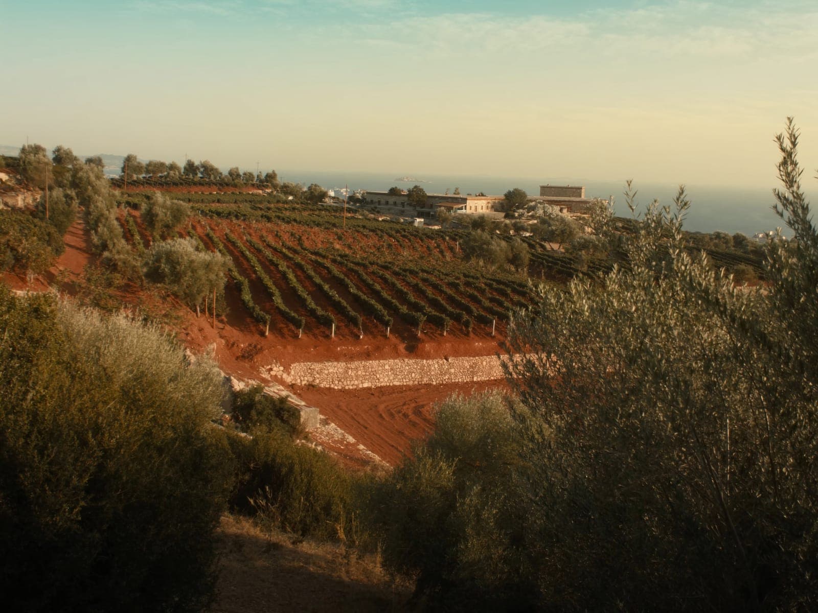Urla Vineyard Route